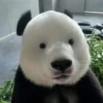 Profile photo of ZHARA.CH